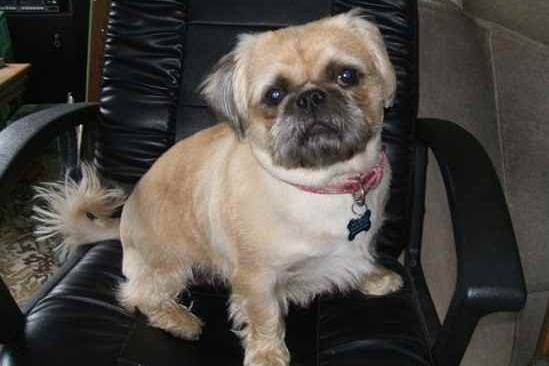 Un Pug Zu assis sur une chaise de bureau en cuir noir