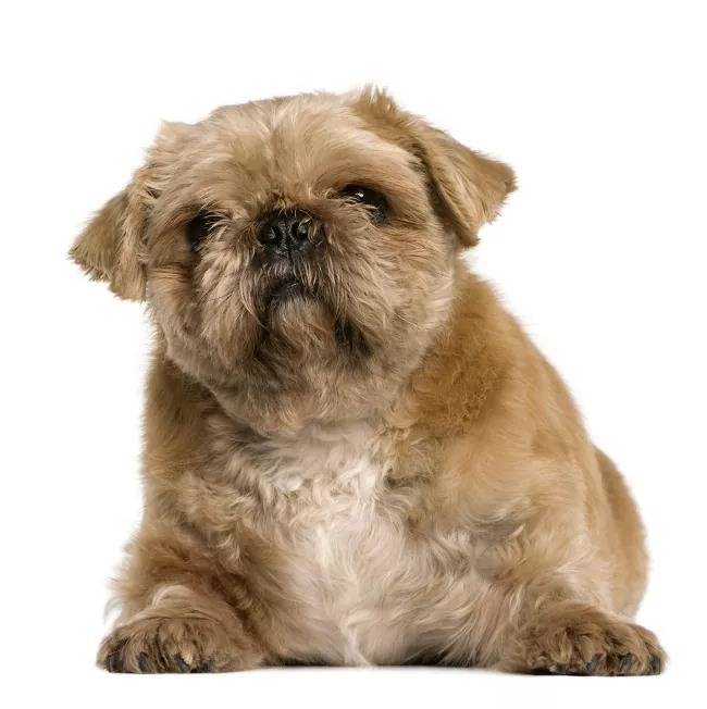 Un Pug Zu allongé sur un fond blanc