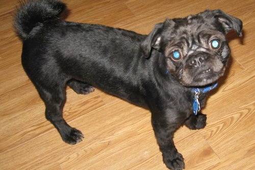 Photo prise de haut d'un Pug zu portant un collier, fixant la caméra et debout sur un plancher