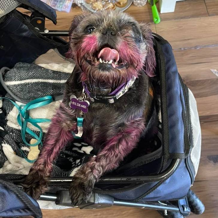 Photo prise de haut d'un Pug Zu dans un porte-animaux