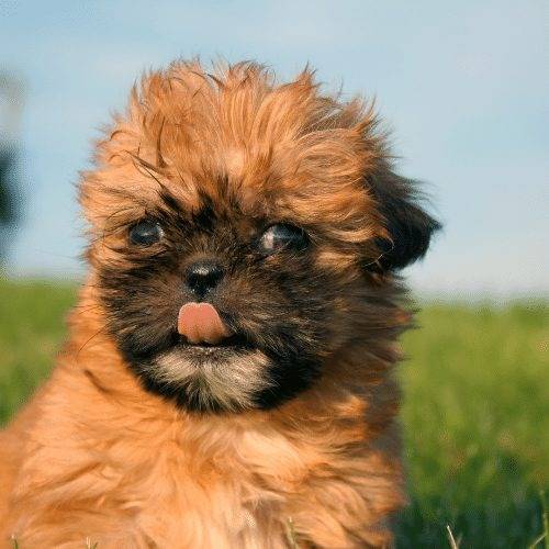 Photo du visage d'un Pug Zu