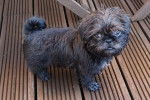 Un Pug Zu noir debout sur une terrasse en bois