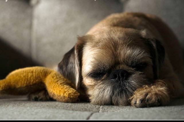 Un Pug Zu avec un pelage brun et un nez noir, allongé sur un canapé gris
