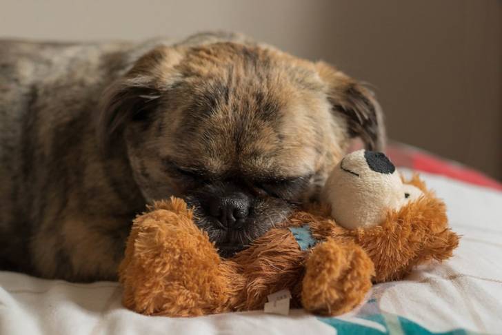 Un Pug Zu dormant sur un drap blanc à proximité d'un ours en peluche brun