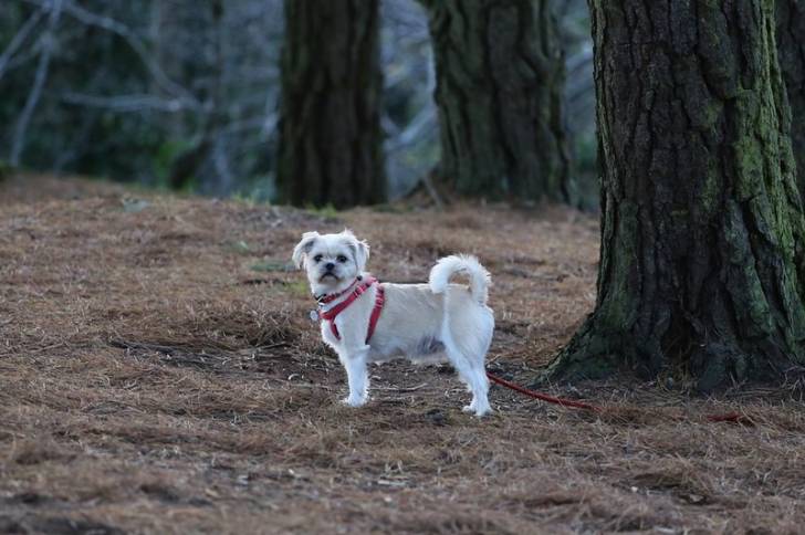 Un Pug Zu portant un harnais et regardant vers la caméra 