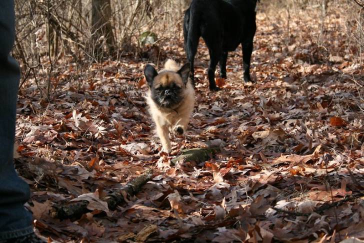 Un Pug Zu marchant vers la caméra sur un lit de feuilles mortes