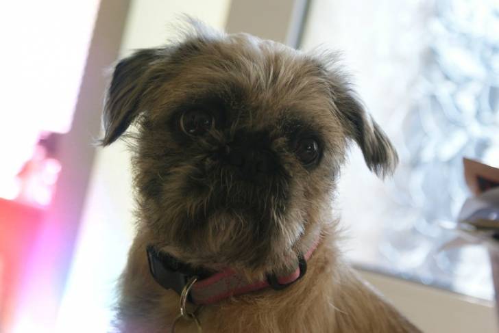 Photo en gros plan d'un Pug Zu portant un collier 