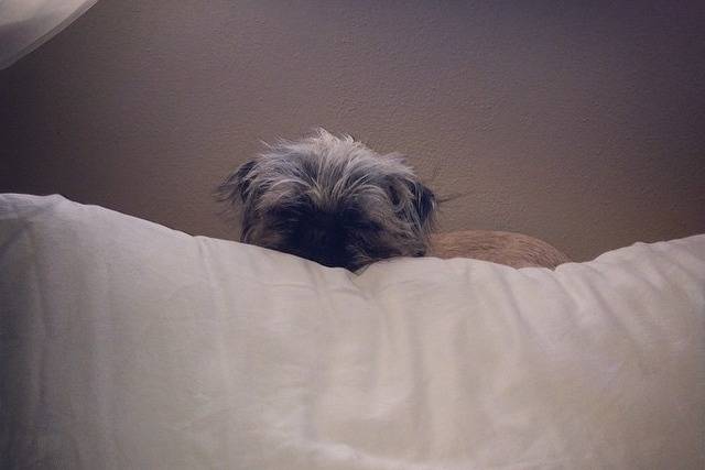 Un Pug Zu jettant un coup d’œil par-dessus le haut d’un canapé blanc