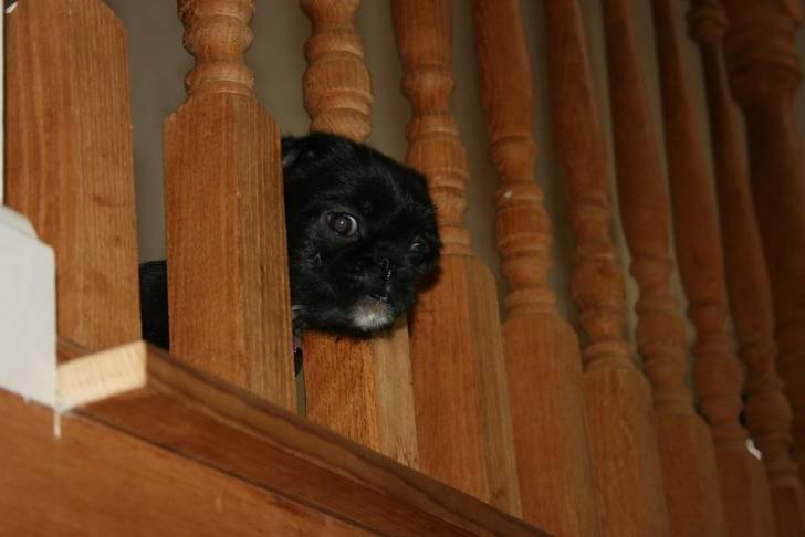 Un Pug Zu regardant à travers la rampe en bois d’un escalier