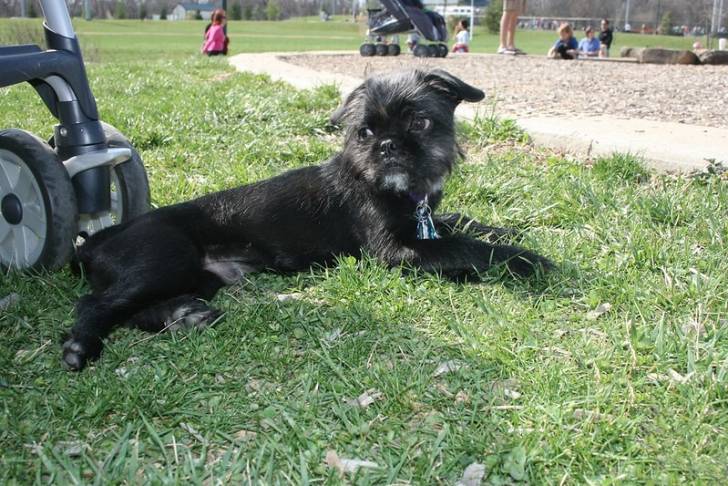 Un Pug Zu allongé sur l’herbe dans un parc