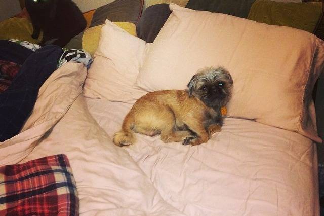 Un Pug Zu allongé sur un oreiller