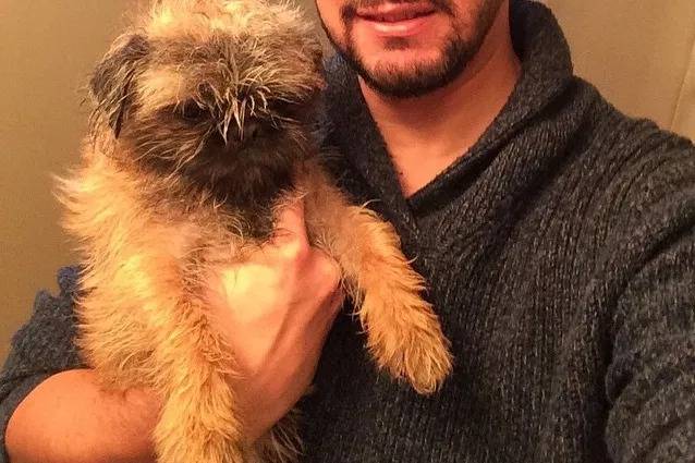 Un Pug Zu tenu dans les bras d'une personne