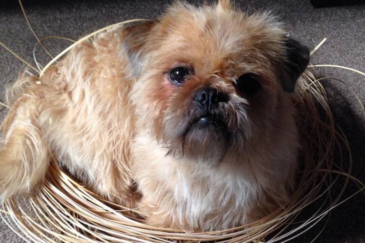 Un Pug Zu dans un panier en osier sur un sol recouvert de moquette grise