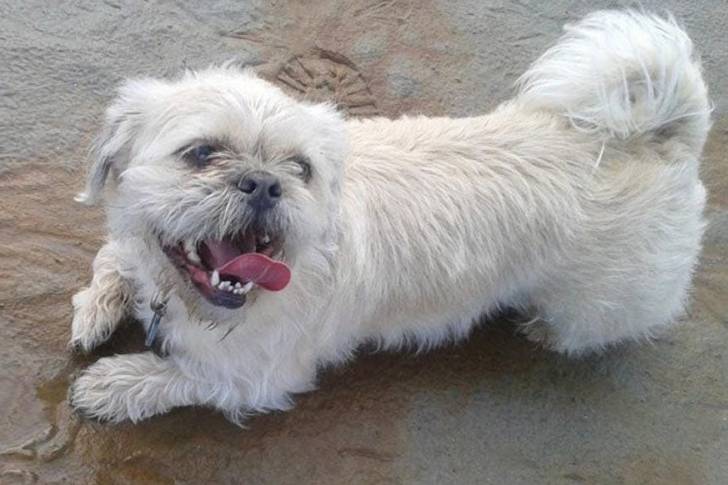 Un Pug Zu debout sur une plage de sable