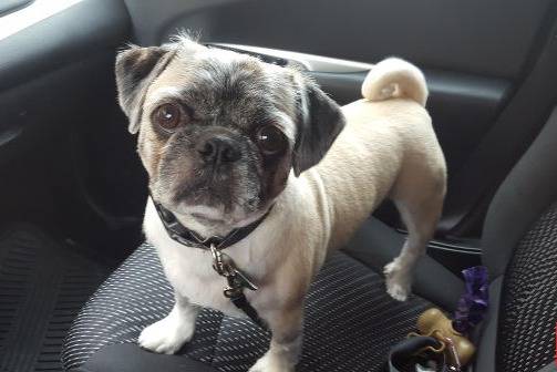 Un Pug Zu portant un collier et debout sur le siège d'une voiture