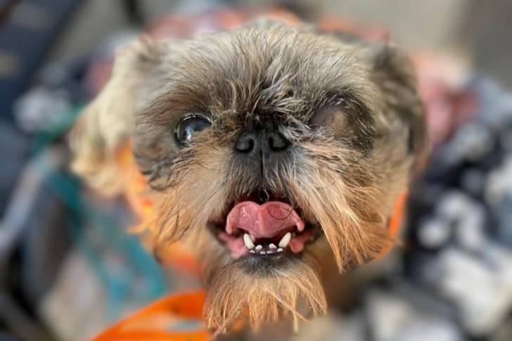 Photo en gros plan du visage d'un Pug Zu