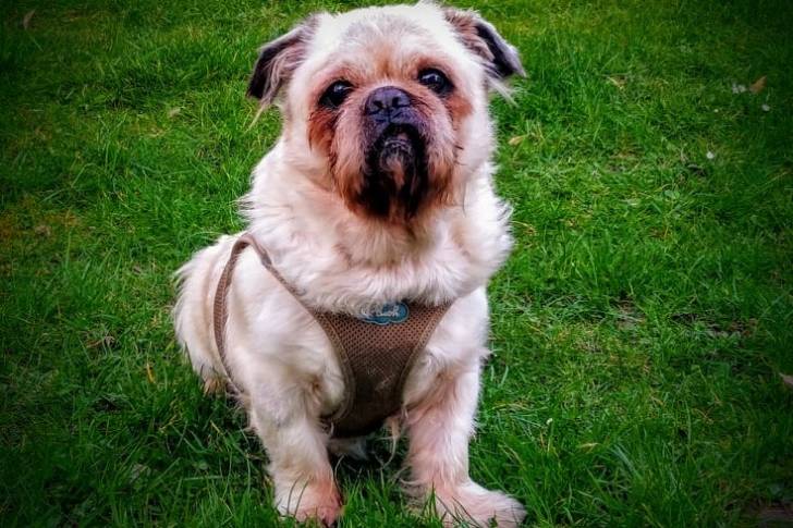 Un Pug Zu portant un harnais et assis sur une pelouse verdoyante