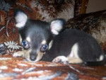 Little Rosie - Chihuahua (1 mois)