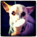 Brady Gus Thornton - Chihuahua Mâle (12 ans)