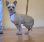 mi camilo - Chihuahua Mâle (2 ans)