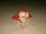 CHIQUI - Chihuahua (4 mois)