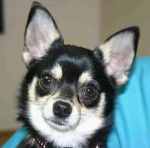 snickers - Chihuahua (1 an)