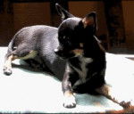 max - Chihuahua Mâle (1 an)