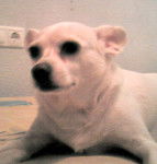 Cuqui - Chihuahua (9 ans)