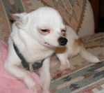 mousey - Chihuahua (8 ans)