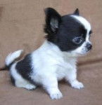 Tsubasa - Chihuahua Mâle (1 mois)