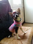 caline - Chihuahua (2 ans)