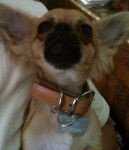 Dior - Chihuahua Mâle (1 an)