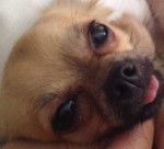 Dior - Chihuahua Mâle (1 an)