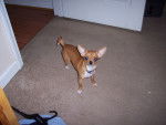squeaky - Chihuahua (4 mois)