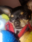 Cherry - Chihuahua (2 ans)