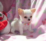 Chantilly - Chihuahua (2 mois)