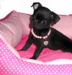 loleei - Chihuahua (3 mois)