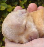 snuggles - Chihuahua Mâle (1 mois)