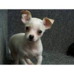 guero - Chihuahua Mâle (4 ans)