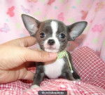 Arena - Chihuahua (3 mois)