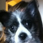 Max - Chihuahua Mâle (1 an)