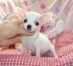 chloe - Chihuahua (4 mois)