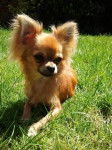 Sunny - Chihuahua Mâle (3 mois)