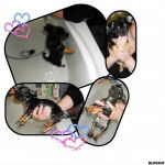 Kinail - Chihuahua Mâle (2 ans)