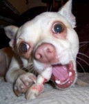 bibi - Chihuahua (3 ans)