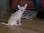 Rose - Chihuahua (6 mois)