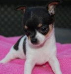 britnay - Chihuahua (7 mois)