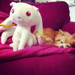 Niala - Chihuahua (6 mois)