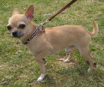 Luke - Chihuahua Mâle (3 ans)
