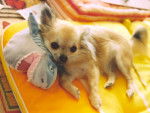 Vanille - Chihuahua (9 ans)